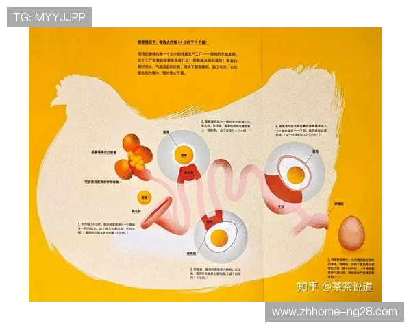 如何在孵化小鸡的游戏中成功淘到优质小鸡的技巧与策略